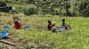 Farmers को प्राकृतिक खेती के तरीके अपनाने चाहिए: लाहौल-स्पीति डीसी