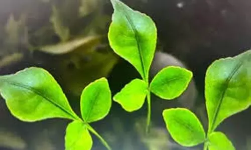 Benefits of Bael Leaves :बेल के पत्ते चबाने से शरीर की इन समस्याओं से मिलेगा छुटकारा