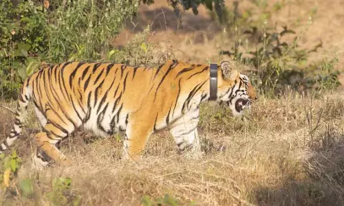 Maharashtra : साइंटिफिक तरीके से ढलने के बाद बाघिन को चंदोली नेशनल पार्क में छोड़ा गया Maharashtra : साइंटिफिक तरीके से ढलने के बाद बाघिन को चंदोली नेशनल पार्क में छोड़ा गया