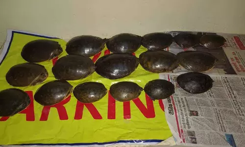 MP : ग्वालियर में गाड़ी चेकिंग के दौरान दुर्लभ इंडियन फ्लैपशेल कछुओं से भरा बैग ज़ब्त
