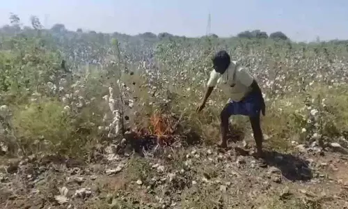 समर्थन मूल्य न मिलने पर किसान ने कपास की फसल में आग लगाई समर्थन मूल्य न मिलने पर किसान ने कपास की फसल में आग लगाई
