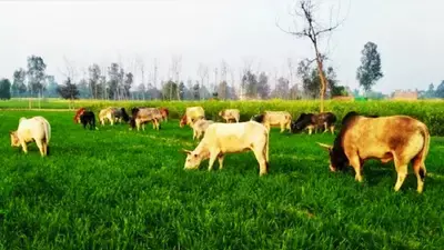 Bareilly: आवारा पशुओं पर नियंत्रण में अफसर असफल, किसान बोले Bareilly: आवारा पशुओं पर नियंत्रण में अफसर असफल, किसान बोले