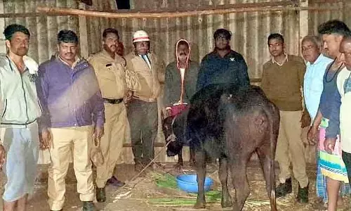Terradala : फायरफाइटर्स ने कुएं में गिरी भैंस को बचाया Terradala : फायरफाइटर्स ने कुएं में गिरी भैंस को बचाया