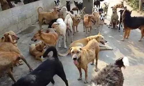 आवारा कुत्तों की समस्या पर SC के निर्देशों को लागू करने के लिए सरकार ने कमेटियां बनाईं