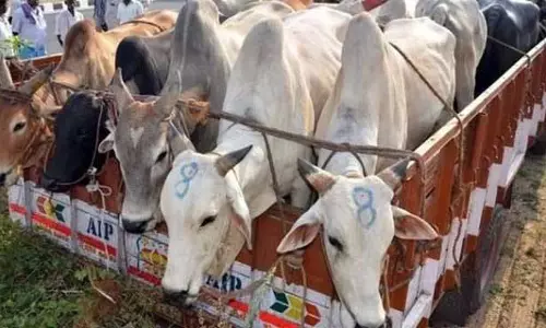 Kathua police ने 8 गायों को बचाया, एक व्यक्ति को गिरफ्तार किया, ट्रक जब्त किया Kathua police ने 8 गायों को बचाया, एक व्यक्ति को गिरफ्तार किया, ट्रक जब्त किया