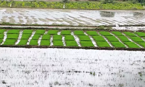 दक्षिण कन्नड़: दालें खेतों में खूब फल-फूल रही हैं दक्षिण कन्नड़: दालें खेतों में खूब फल-फूल रही हैं