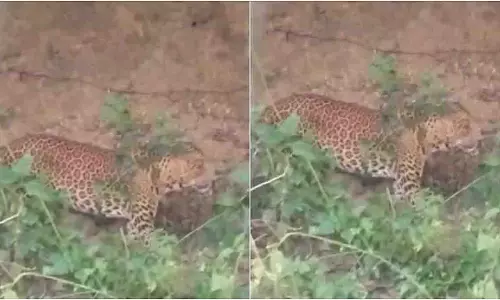 खारघर हिल्स में तेंदुआ दिखने से डर का माहौल