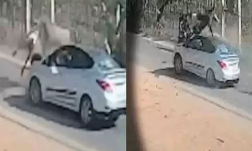 UP के सहारनपुर में कार की टक्कर से नीलगाय 10 फीट हवा में उछली UP के सहारनपुर में कार की टक्कर से नीलगाय 10 फीट हवा में उछली