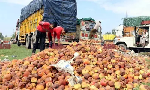 Srinagar: सेब उगाने वाले नुकसान के लिए मुआवज़े का इंतज़ार कर रहे हैं