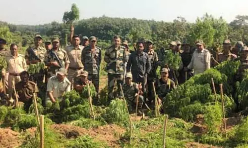 बीएसएफ ने 3 करोड़ रुपए की ड्रग्स बरामद की, 3 लाख गांजे के पौधे उखाड़े