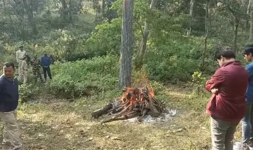 बायसनो का शिकार करने वाले 5 शिकारी गिरफ्तार, वन विभाग ने ली डॉग स्क्वॉड की मदद बायसनो का शिकार करने वाले 5 शिकारी गिरफ्तार, वन विभाग ने ली डॉग स्क्वॉड की मदद