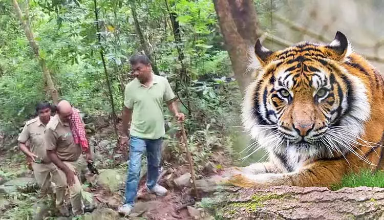 Balasore के कुलडीहा वाइल्डलाइफ़ सैंक्चुअरी में बाघों की गिनती शुरू हुई Balasore के कुलडीहा वाइल्डलाइफ़ सैंक्चुअरी में बाघों की गिनती शुरू हुई