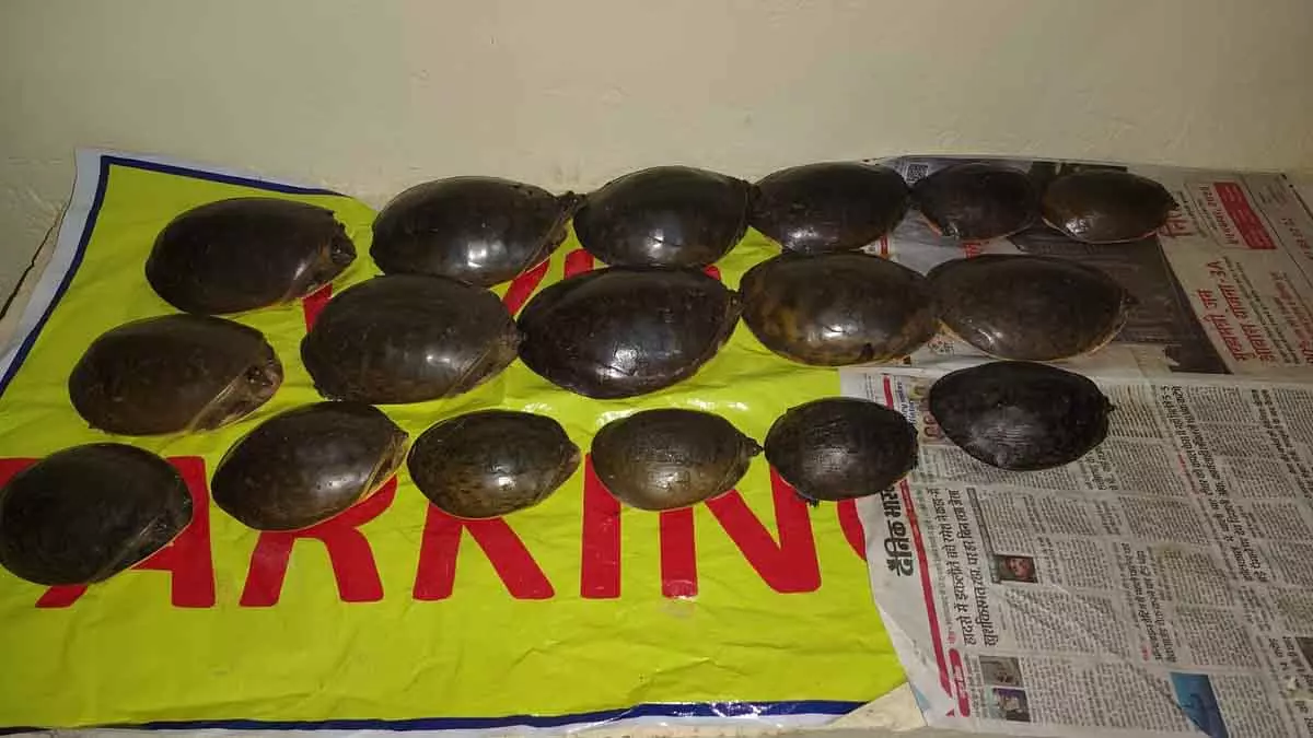 MP : ग्वालियर में गाड़ी चेकिंग के दौरान दुर्लभ इंडियन फ्लैपशेल कछुओं से भरा बैग ज़ब्त MP : ग्वालियर में गाड़ी चेकिंग के दौरान दुर्लभ इंडियन फ्लैपशेल कछुओं से भरा बैग ज़ब्त