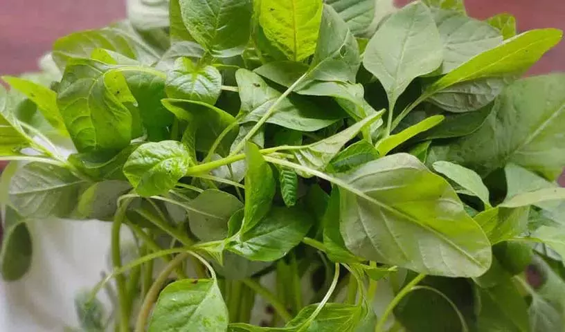 Amaranth के पत्ते या थोटाकुरा खाने से सेहत को कई फ़ायदे होते हैं Amaranth के पत्ते या थोटाकुरा खाने से सेहत को कई फ़ायदे होते हैं