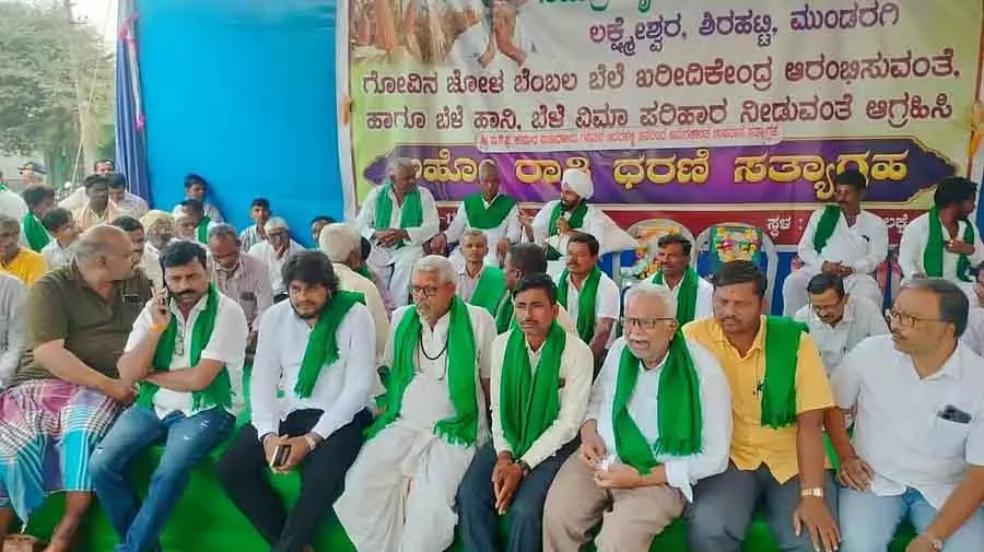 लोबिया की खरीद सपोर्ट प्राइस से कम पर करने की मांग: धरना जारी लोबिया की खरीद सपोर्ट प्राइस से कम पर करने की मांग: धरना जारी
