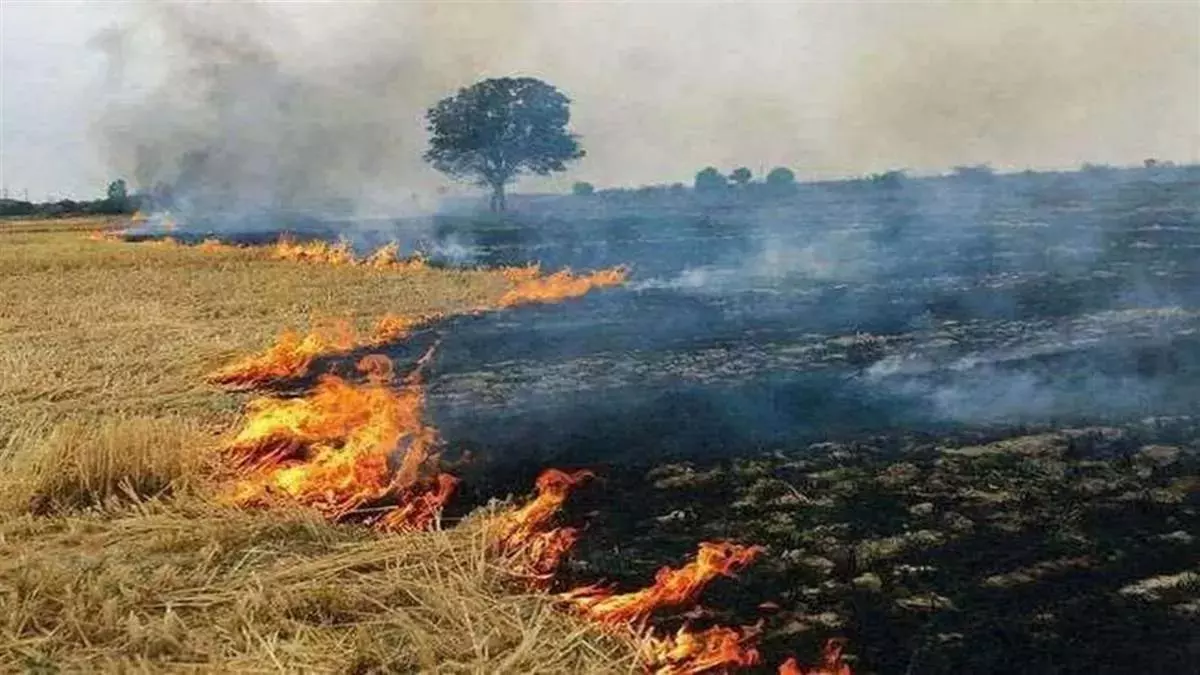 Jind: धान के अवशेष जलाने की कार्रवाई, 17 किसानों को हिरासत में लिया Jind: धान के अवशेष जलाने की कार्रवाई, 17 किसानों को हिरासत में लिया