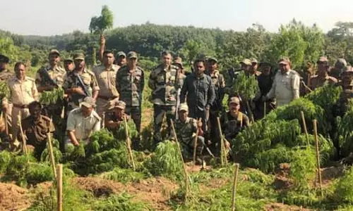 3 करोड़ की ड्रग्स बरामद, BSF ने 3 लाख गांजे के पौधे भी उखाड़े