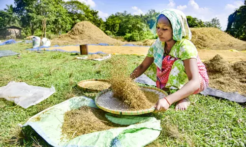 भारत का खाद्यान्न उत्पादन बीते 10 वर्षों में 100 मिलियन टन से अधिक बढ़ा