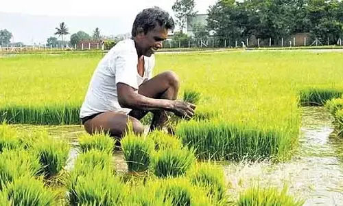 किसानों के लिए समय पर सलाह और जानकारी: कृषि विभाग का AI प्लेटफॉर्म
