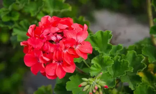मच्छरों के लिए पौधे, इनसे छुटकारा पाने के लिए अपने घर में इन्हें उगाएँ मच्छरों के लिए पौधे, इनसे छुटकारा पाने के लिए अपने घर में इन्हें उगाएँ