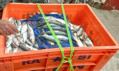 Fish sale; गाड़ी की सुविधा के लिए आवेदन Fish sale; गाड़ी की सुविधा के लिए आवेदन