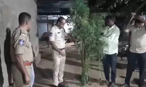 Police ने घर पर गांजे की लत और खेती के लिए युवक को गिरफ्तार किया Police ने घर पर गांजे की लत और खेती के लिए युवक को गिरफ्तार किया