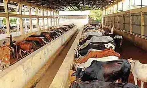 सर्दी बढ़ने पर प्रशासन ने आवारा मवेशियों के लिए किए विशेष इंतज़ाम