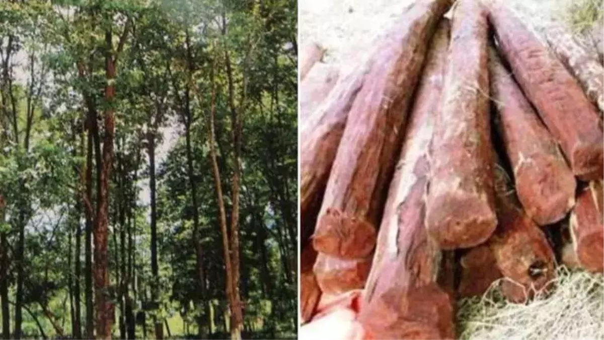 New Delhi: लाल चंदन संरक्षण पर सरकार ने जारी किए करोड़ों New Delhi: लाल चंदन संरक्षण पर सरकार ने जारी किए करोड़ों