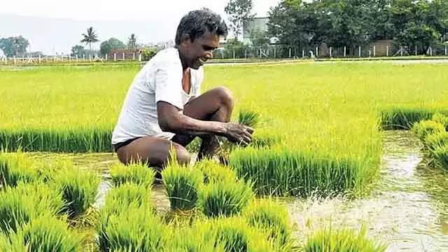 किसानों के लिए समय पर सलाह और जानकारी: कृषि विभाग का AI प्लेटफॉर्म किसानों के लिए समय पर सलाह और जानकारी: कृषि विभाग का AI प्लेटफॉर्म