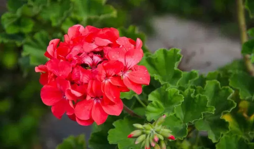 मच्छरों के लिए पौधे, इनसे छुटकारा पाने के लिए अपने घर में इन्हें उगाएँ मच्छरों के लिए पौधे, इनसे छुटकारा पाने के लिए अपने घर में इन्हें उगाएँ
