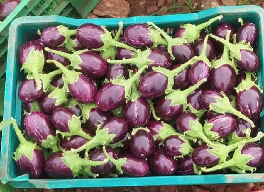 Karnataka : किसान सब्ज़ियाँ उगाने के दूसरे तरीके ढूंढ रहे है Karnataka : किसान सब्ज़ियाँ उगाने के दूसरे तरीके ढूंढ रहे है