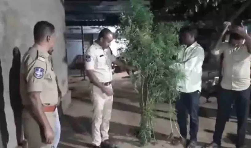 Police ने घर पर गांजे की लत और खेती के लिए युवक को गिरफ्तार किया Police ने घर पर गांजे की लत और खेती के लिए युवक को गिरफ्तार किया