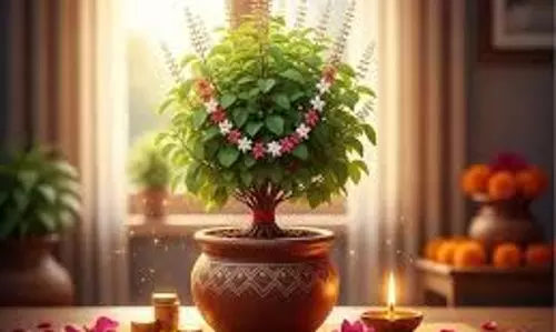 Tulsi Ke Upay : तुलसी में दीपक जलाते समय सिर्फ एक छोटा सा उपाय बदल देगा किस्मत Tulsi Ke Upay : तुलसी में दीपक जलाते समय सिर्फ एक छोटा सा उपाय बदल देगा किस्मत