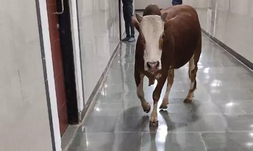 मंत्रालय इंद्रावती भवन अंदर सांड घूमता तस्वीर वायरल