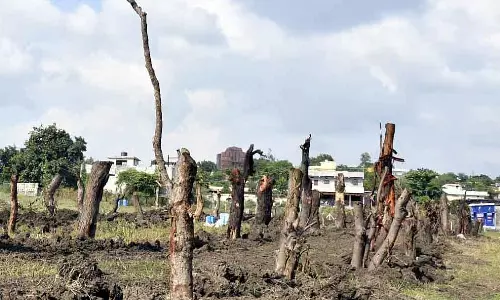 Bhopal : एक साल में 10,000 से ज़्यादा पेड़ खत्म, एक्सपर्ट्स ने चेतावनी दी