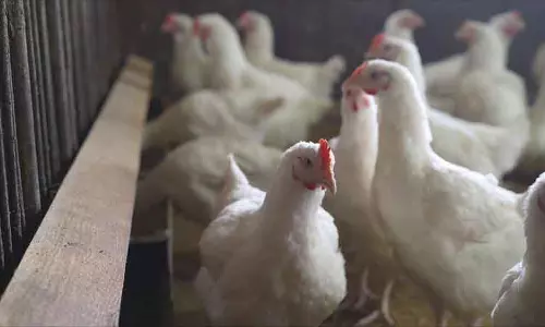 Washington H5N5 बर्ड फ्लू से मरने वाला पहला अमेरिकी निवासी हो सकता है Washington H5N5 बर्ड फ्लू से मरने वाला पहला अमेरिकी निवासी हो सकता है