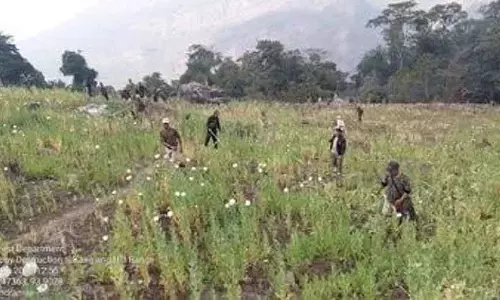Manipur में करीब 18 एकड़ में लगी अवैध अफीम की खेती नष्ट की गई