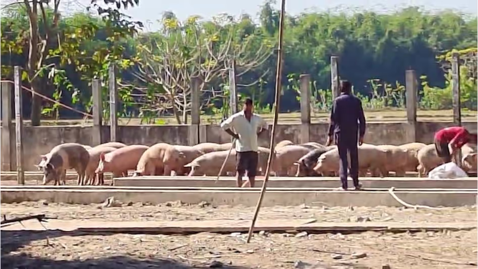 Assam -बंगाल बॉर्डर पर ASF से संक्रमित सूअर ज़ब्त किए गए