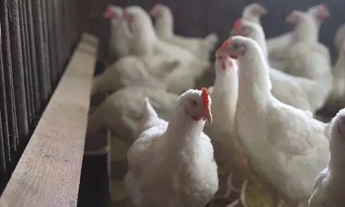 अमेरिका में H5N5 बर्ड फ्लू से एक व्यक्ति की मौत अमेरिका में H5N5 बर्ड फ्लू से एक व्यक्ति की मौत
