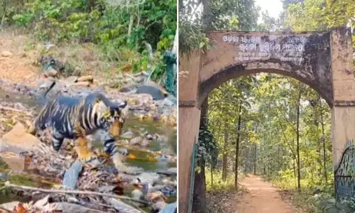 SC ने मयूरभंज में मेलेनिस्टिक टाइगर सफारी को दी हरी झंडी