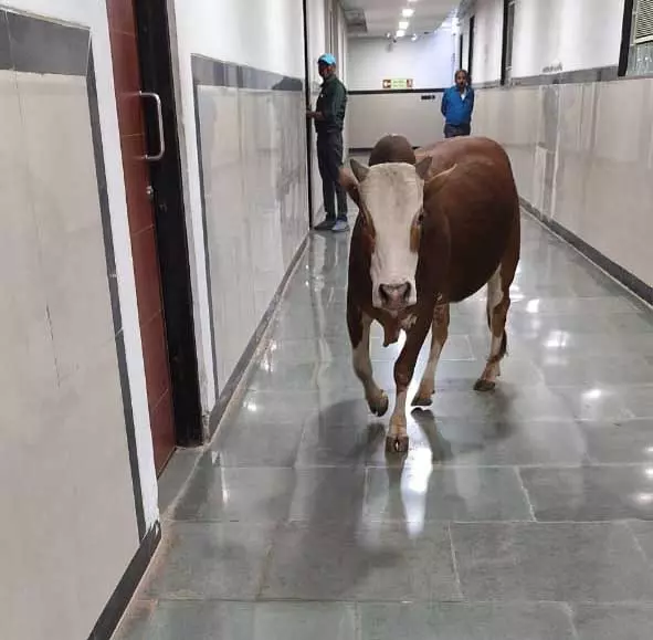 मंत्रालय इंद्रावती भवन अंदर सांड घूमता तस्वीर वायरल मंत्रालय इंद्रावती भवन अंदर सांड घूमता तस्वीर वायरल