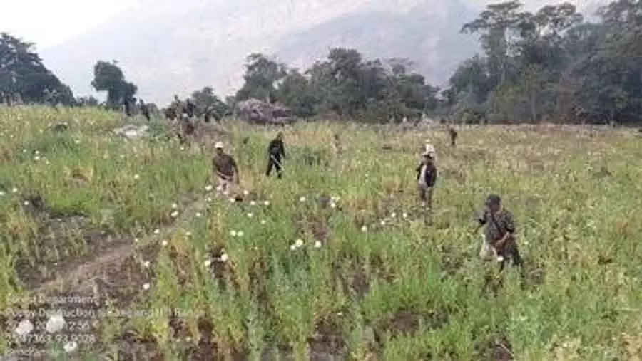Manipur में करीब 18 एकड़ में लगी अवैध अफीम की खेती नष्ट की गई Manipur में करीब 18 एकड़ में लगी अवैध अफीम की खेती नष्ट की गई