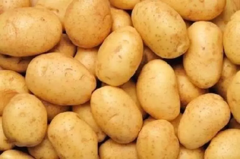 आलू ने किसान किए हताश, 3200 प्रति क्विंटल से 1400 रुपए पहुंचा रेट आलू ने किसान किए हताश, 3200 प्रति क्विंटल से 1400 रुपए पहुंचा रेट
