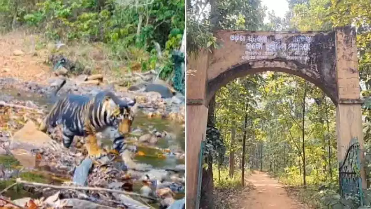 SC ने मयूरभंज में मेलेनिस्टिक टाइगर सफारी को दी हरी झंडी SC ने मयूरभंज में मेलेनिस्टिक टाइगर सफारी को दी हरी झंडी