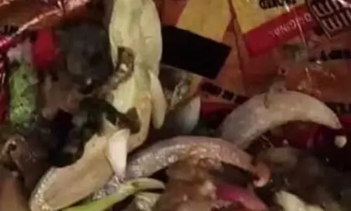 कचौड़ी सेंटर में बिफरे ग्राहक, सब्जी में छिपकली मिलने पर जमकर हंगामा