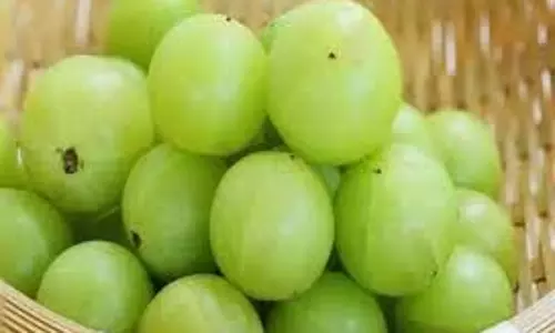 Amla Laddoo for Diabetes: डायबिटीज कंट्रोल का स्वादिष्ट राज है आंवला, जानें इसकी रेसिपी और इसके फायदे Amla Laddoo for Diabetes: डायबिटीज कंट्रोल का स्वादिष्ट राज है आंवला, जानें इसकी रेसिपी और इसके फायदे
