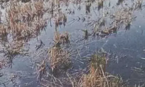 Panipat इसराना के किसान ने ब्लीचिंग यूनिट पर प्रदूषण का आरोप, कार्रवाई की मांग