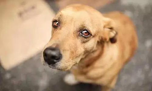 Mumbai : आवारा कुत्तों पर SC के आदेश के बावजूद, शहर के स्कूल और कॉलेज दया दिखा रहे है