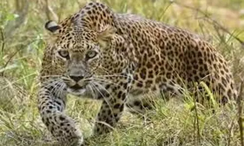 Lakhimpur Kheri:  तेंदुए ने बछड़े को बनाया निवाला, ग्रामीणों में दहशत