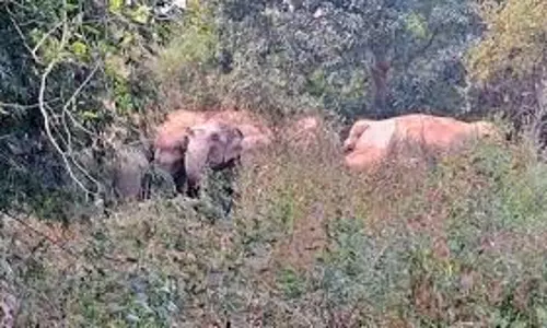 Giridih :  हाथी ने ली किसान की जान, ग्रामीणों ने वन विभाग पर लगाया ये आरोप